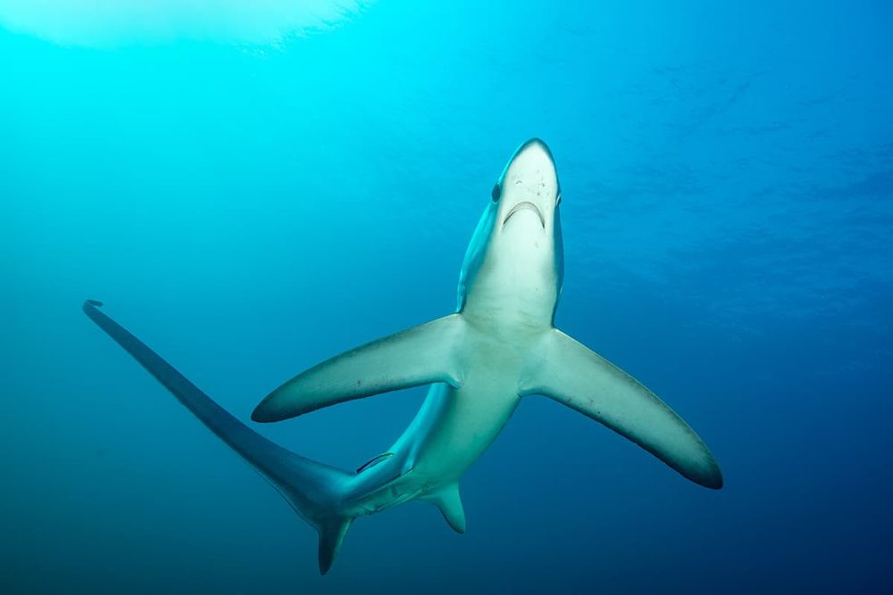 Thresher shark, a derpy looking shark with an extremely long tail that is used as a weapon to stun prey — this image is of the thresher shark from underneath 

Credit to Louise Murray