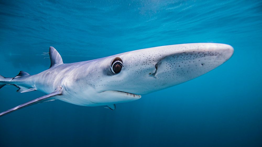 Blue shark close up to camera, almost like a .5 angle 
Credit to Ken Kiefer