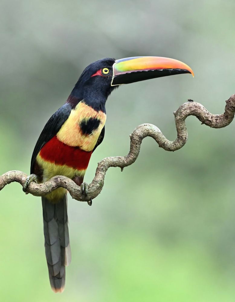Fiery billed aracari is a colorful toucan; a bird with a large beak that is fiery orange on top and black on the bottom. The head is black with red behind the yellow eye, the neck is black, and the chest is yellow with a black patch. The upper body is a deep olive green (almost black) and the rump/tail are red, and the neck has a red band on the back along with the abdomen have a red section across. 