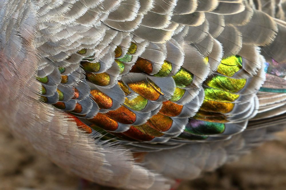 Male common bronzewing, a heavyset chunky pigeon that has a lavender belly and neck, grey wings with iridescent rainbow feathers peaking out, and a half beige have purple head — close up of rainbow feathers
