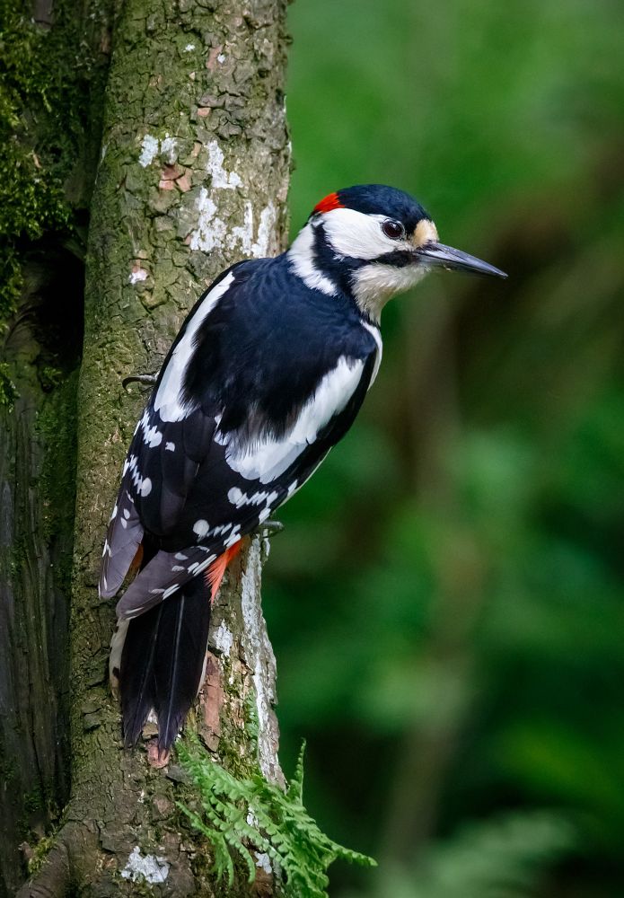 Male great spotted woodpecker, a medium sized woodpecker with pied black and white feathers and a red underbelly, a red patch on the back of its head and a strong slate colored beak. Thus woodpecker rests on a mossy tree while looking to the right 

Credit to Gerry Zambonini