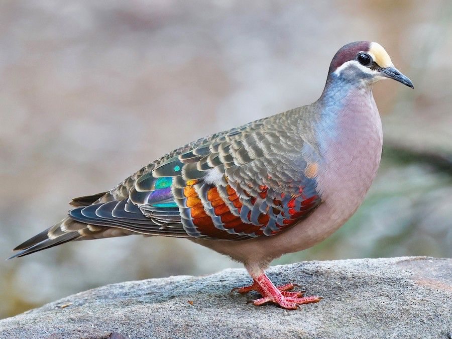 Male common bronzewing, a heavyset chunky pigeon that has a lavender belly and neck, grey wings with iridescent rainbow feathers peaking out, and a half beige have purple head 
