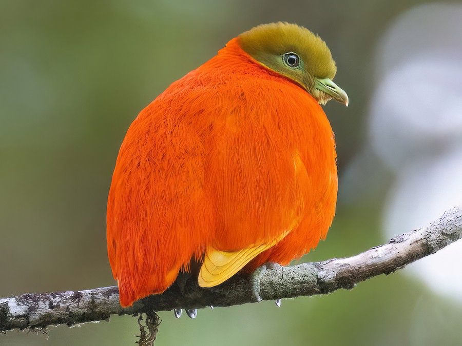 Orange fruit dove, a dove with brilliant orange feathers and a duller green head, on a branch 

Credit to Chris Venetz