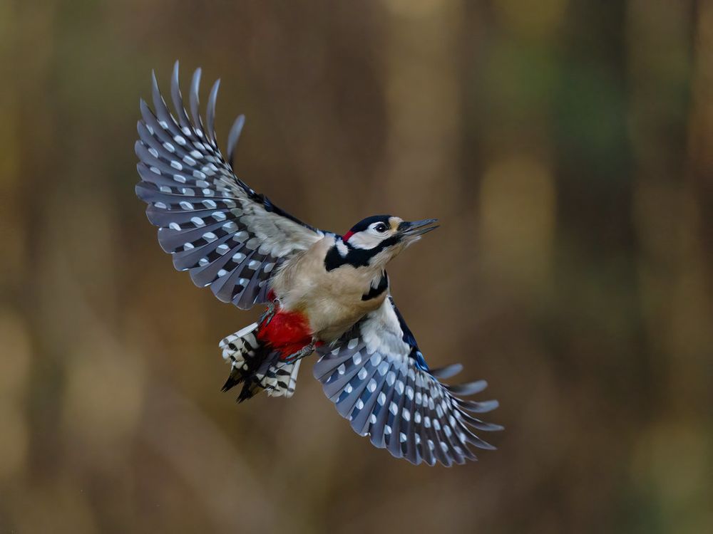 Male great spotted woodpecker, a medium sized woodpecker with pied black and white feathers and a red underbelly, a red patch on the back of its head and a strong slate colored beak. This woodpecker is in flight with its wings outstretched, showing the array of spots 

Credit to Michael Fink