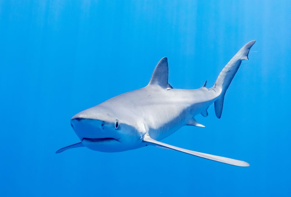 Blue shark swimming 
Credit to Diego Delso 