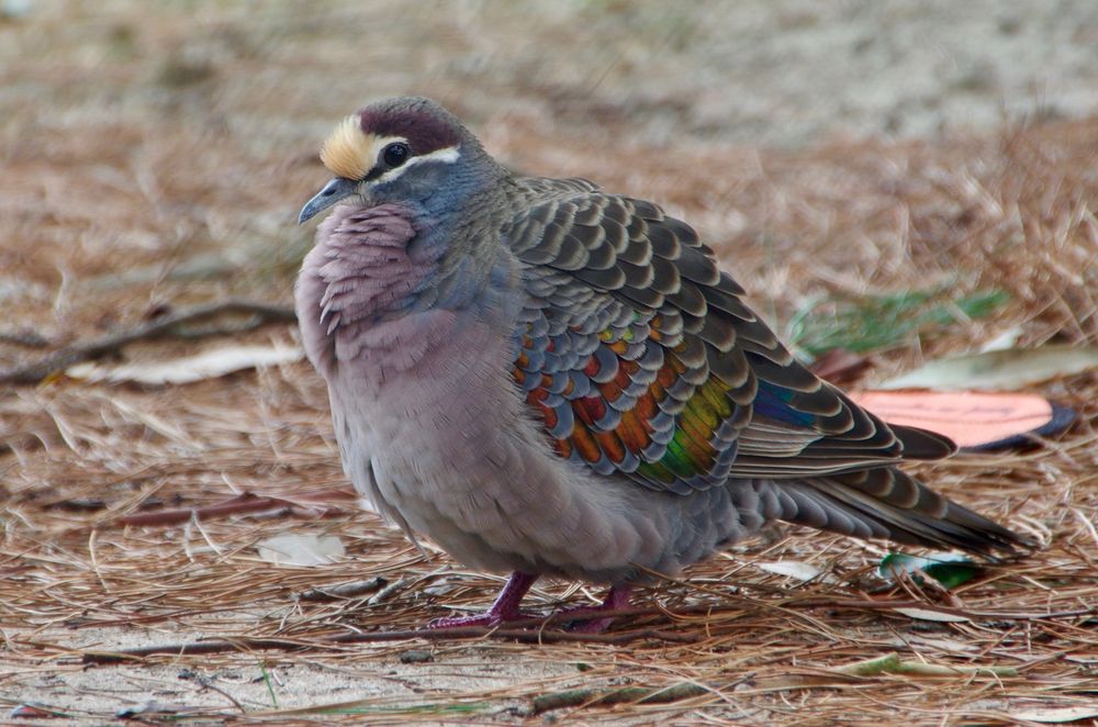 Male common bronzewing, a heavyset chunky pigeon that has a lavender belly and neck, grey wings with iridescent rainbow feathers peaking out, and a half beige have purple head 