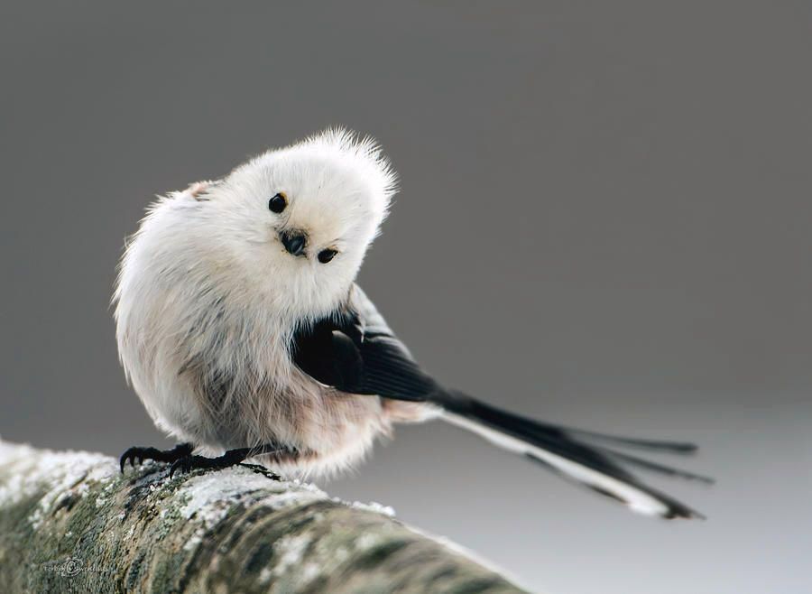 Long tailed tit, a tiny round bodied tit that is mostly white with black wings and a long narrow tail. This one is cocking its head to the side 

Credit to the owner 