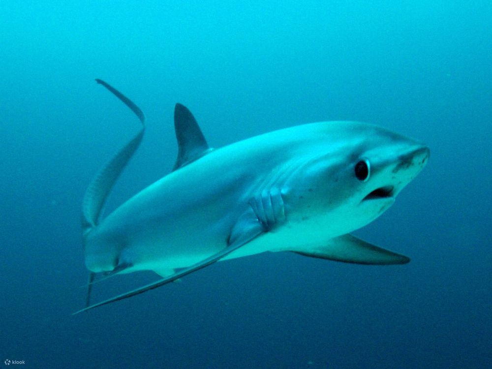 Thresher shark, a derpy looking shark with an extremely long tail that is used as a weapon to stun prey

Credit to the owner, klook 