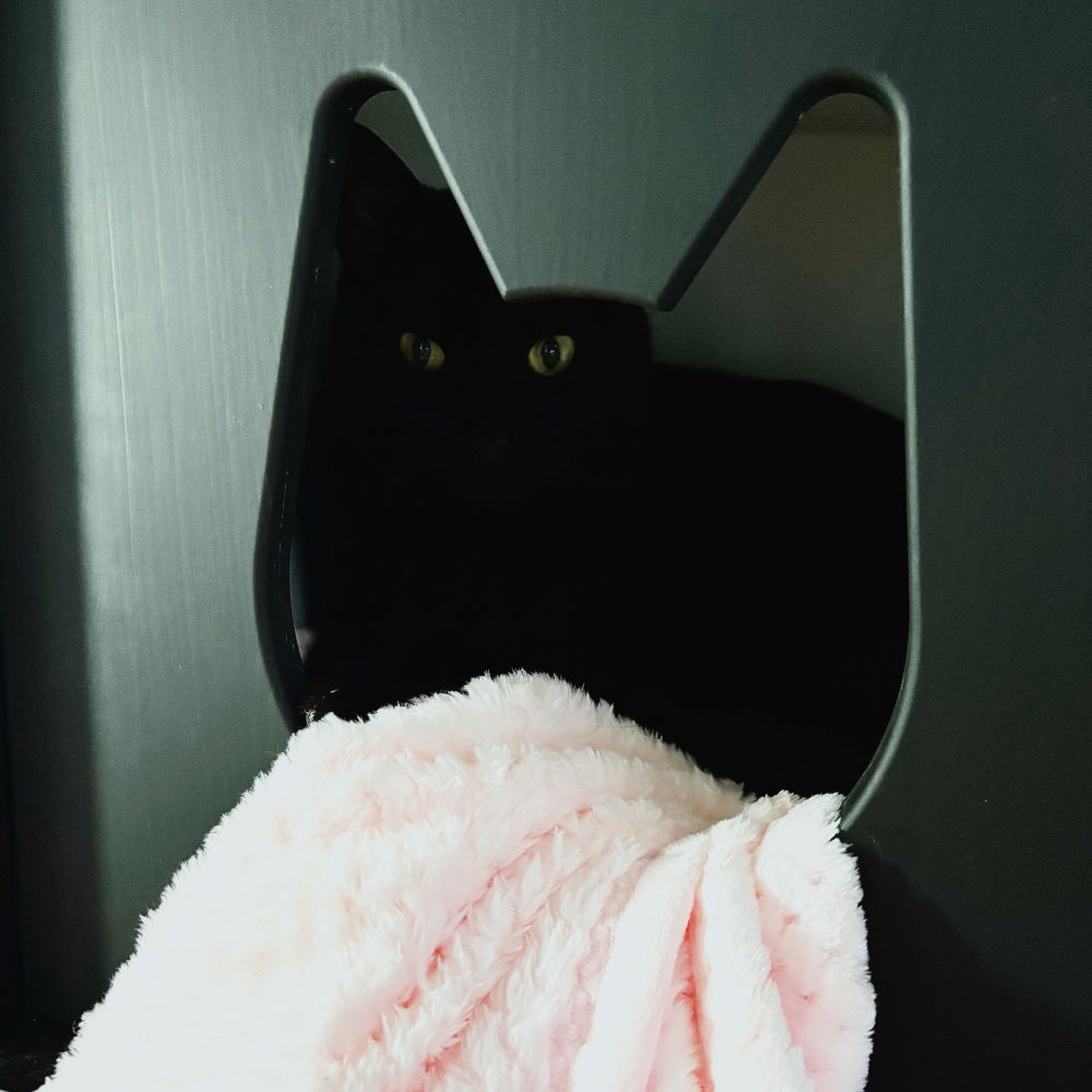 a black cat peers out from the cat head shaped hole of a square black cat house containing a fluffy pink blanket. 
