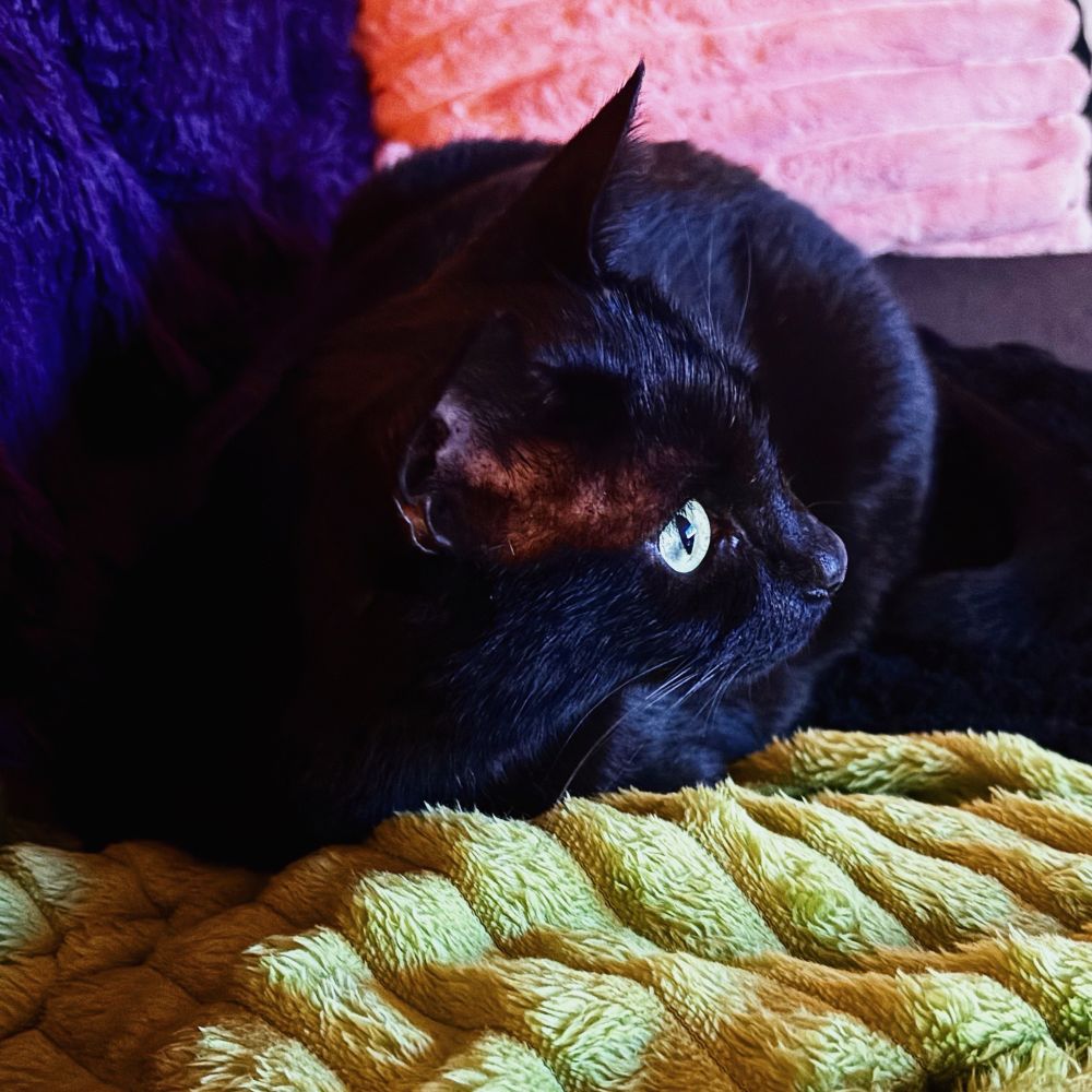 a black cat stares in deep focus to something to the viewer’s right. he rests on a sofa on green, purple, and pink blankets.