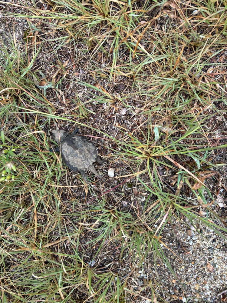 Baby snapping turtle crawling through grass.