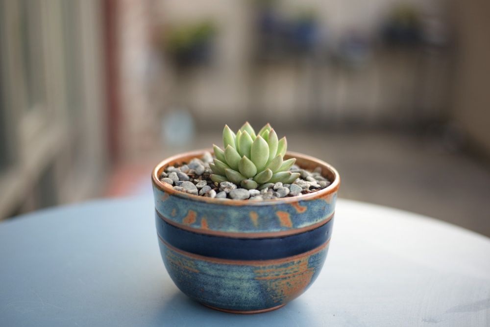 New succulent. Pottery.
