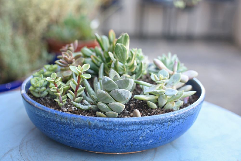 Pottery. Succulents.