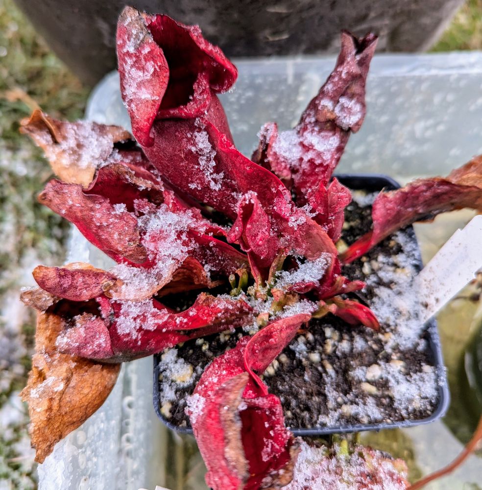 Red sarracenia pitchers with light dusting of snow