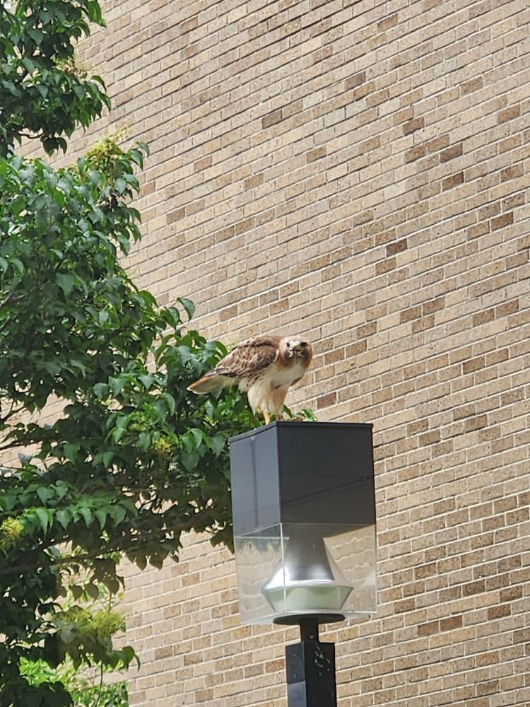 Red tailed hawk facing the camera, perched on top of an outdoor light pole. Behind the fixture are some tree branches with green leaves and a light brown brick wall