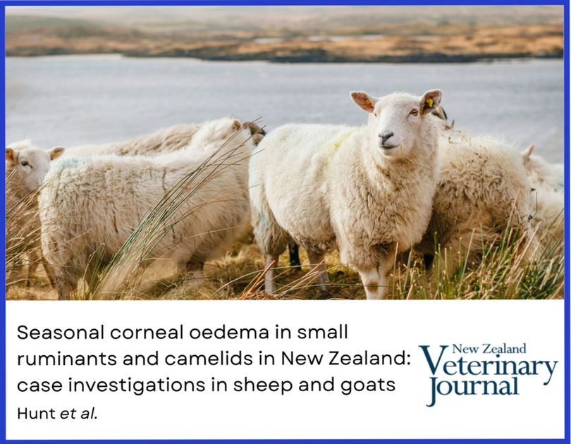 Image of sheep grazing on tussock with a lake in the background, with article details: 'Seasonal corneal oedema in small ruminants and camelids in New Zealand: case investigations in sheep and goats' by Hunt et al. in the New Zealand Veterinary Journal.