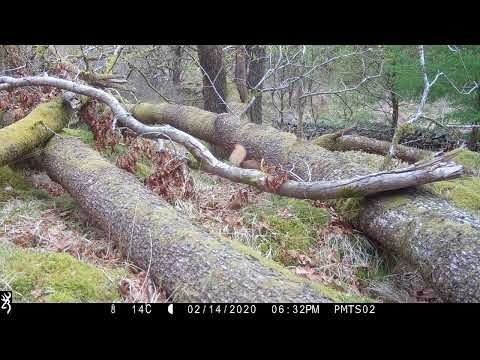 Restoring Hardknott Forest: Red Squirrel in Great Wood