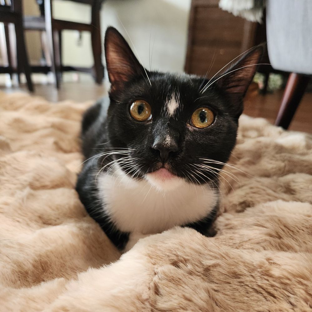 Buttercup, a tuxedo patterned cat. She's lying in a plush beige blanket. 