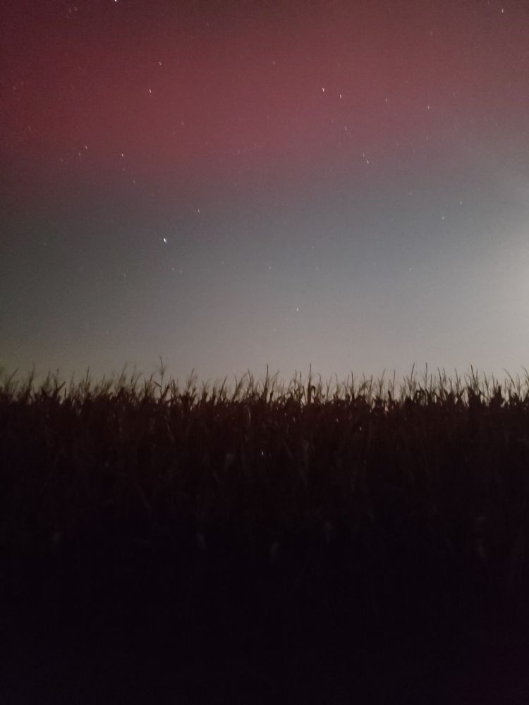A light red and blue glow with a handful of stars shining through hovers over a blackened sillhouette of corn stalks.