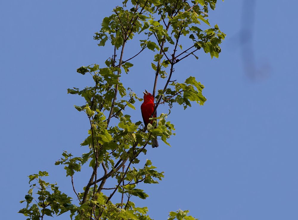 Scarlet Tanager