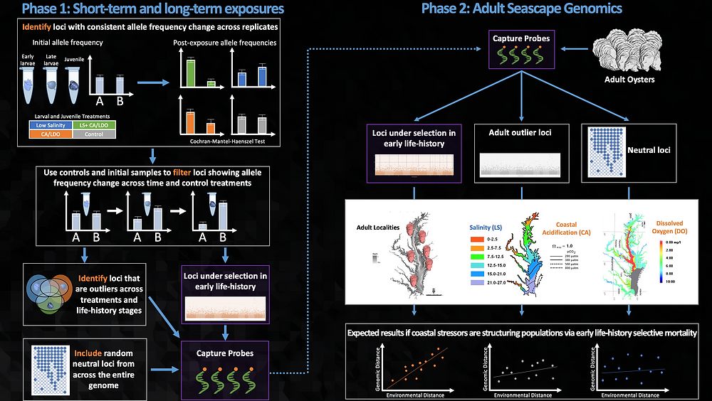 Recruiting Postdoc for NSF Funded Project