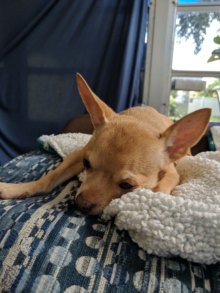 A tan Chihuahua, AKA the sweetest bundle of love, resting on her pillow throne weary with old age. Her Highness Pinki first of her name.