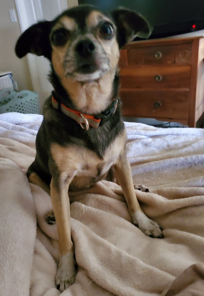 Photo of a black, tan, and white chihuahua mix dog sitting on her haunches and looking at the camera. She's a total angel, but, also, she WILL cut a bitch.