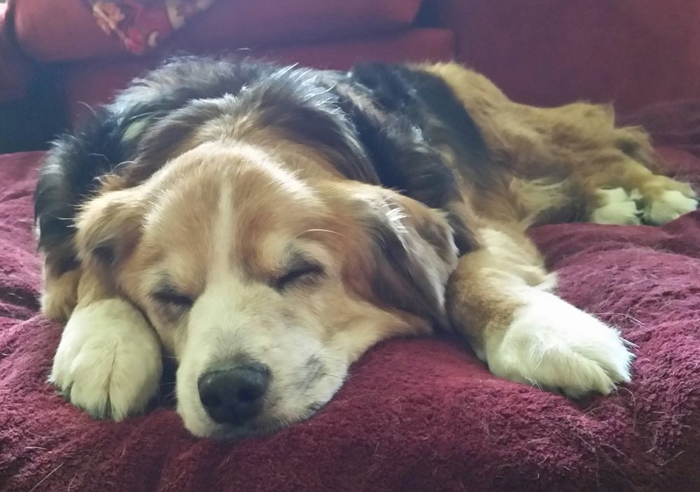 A shepherd mix dog sleeping soundly on a thick dog bed covered with a fluffy blankie. 