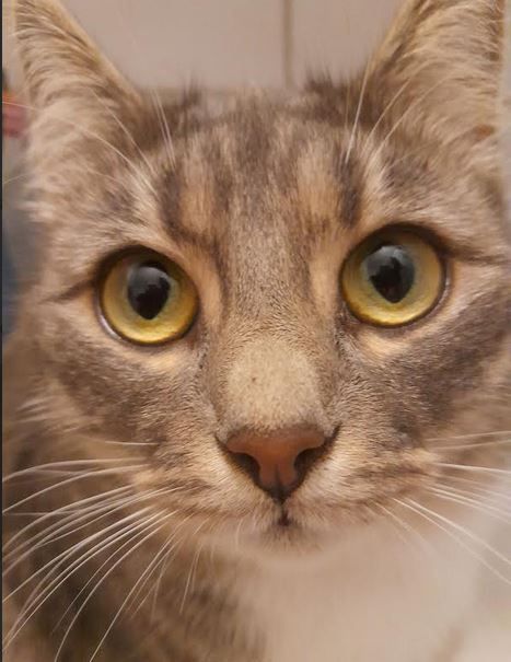 close up face shot of Kajsa, a brown-grey tabby with a white bib, round golden eyes and a pink nose. she looks curious and a bit sceptical.

Photo: Lotta Fjelkegård