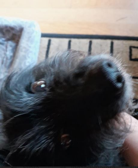 close up of my dad's shaggy black dog bending his neck backwards to look up at me. he's enjoying all the pets but is (camera) shy so I'm lucky that I managed to sneak even one blurry photo of him.

Photo: Lotta Fjelkegård