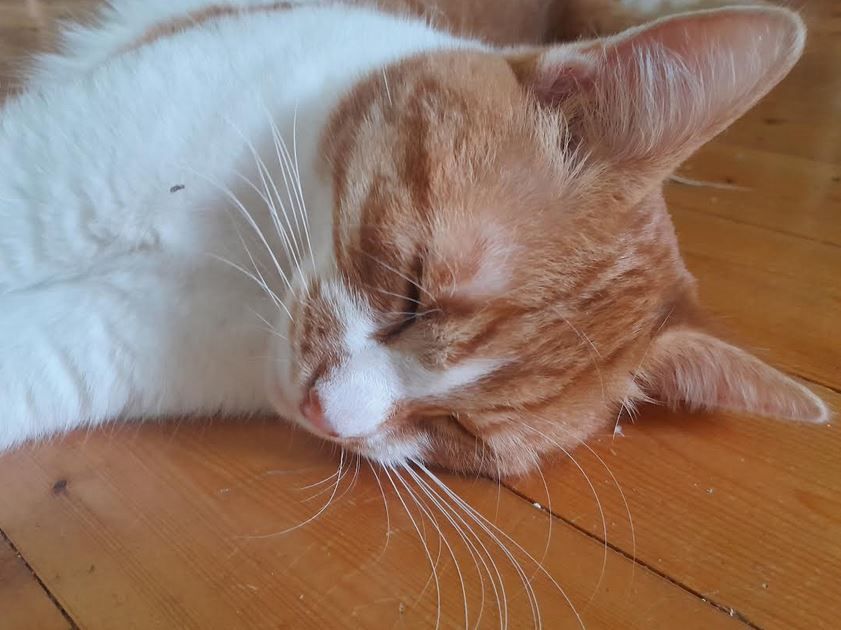 The cat Fröken Fräken ("Ms Freckles), a big orange himbo with white markings, lies on his side dozing on the floor. His eyes are shut almost, but not quite, all the way. Photo: Lotta Fjelkegård 