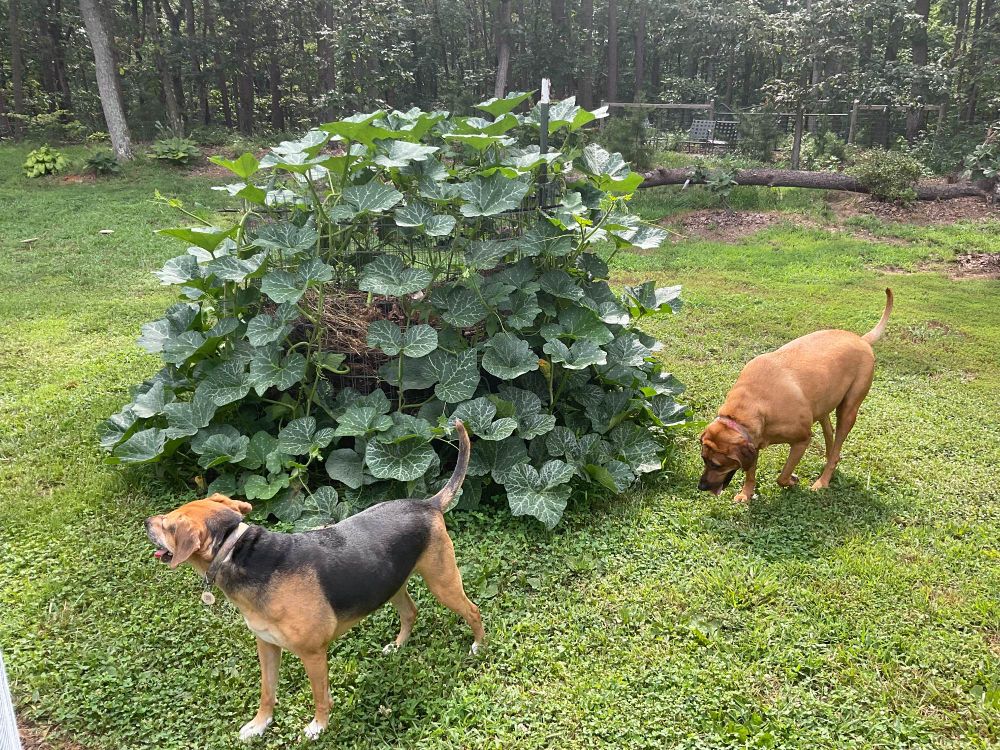 vine taking over a compost pile with two dogs for scale