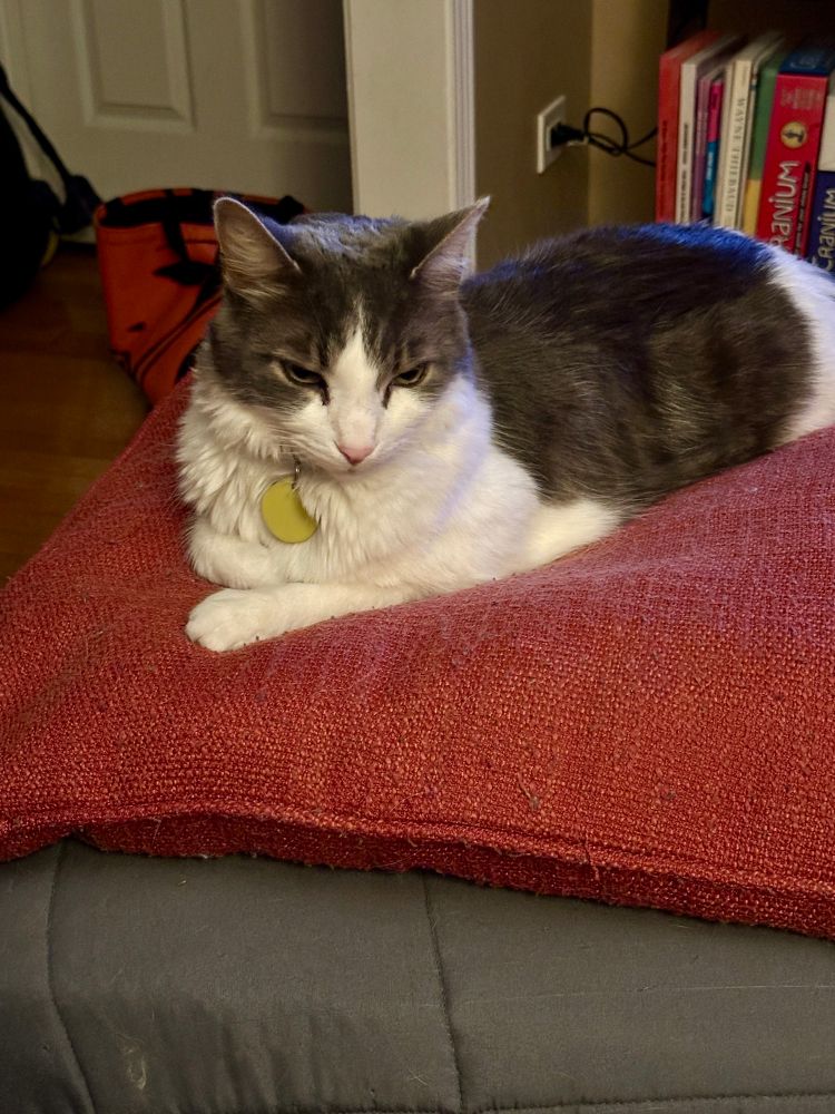 James :) he is a fluffy grey and white cat, sitting on a red pillow