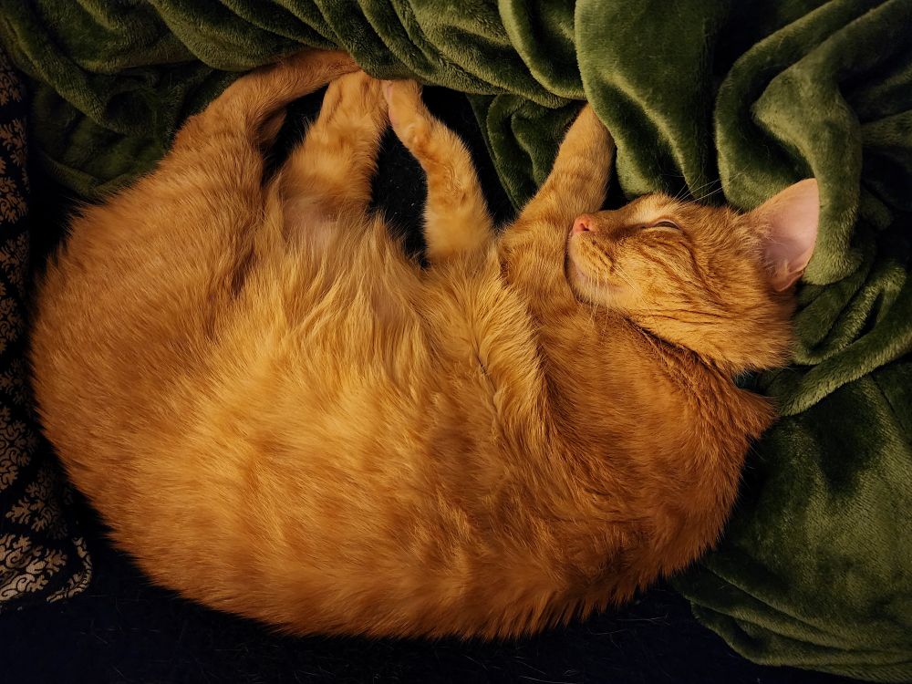Indiana Jones, an orange tabby cat, lies curled up in a soft emerald green blanket.