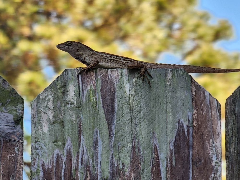 A grey, tan, and black lizard lounges on top of a wooden fence slat.