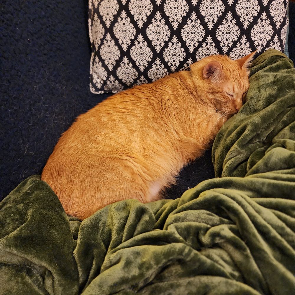Indiana Jones, and orange tabby, is snuggled on the couch surrounded by an emerald green blanket and a white and blue pillow.