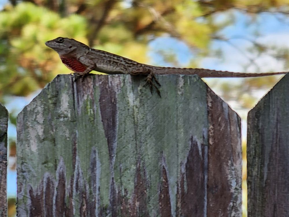 A proud male lizard perched on top of a wooden fence slat puffing up his throat pouch to display a brilliant red color.