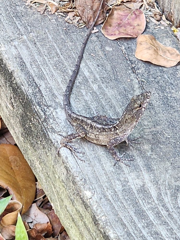 A grey, tan, and black lizard looks anxious on a wooden fence.