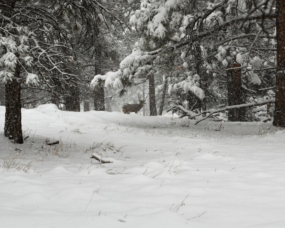 A buck deer in the woods