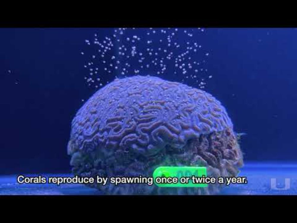 Coral Sonification