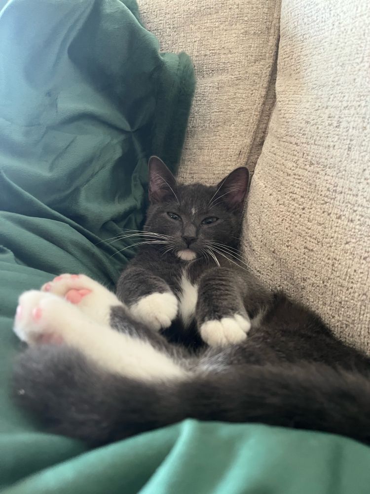 A lounging grey and white cat on a dark green blanket with a beige background. The cats back beans face out with his tail around them, his front paws are forward in a begging stance, and he has a sleepy look on his face