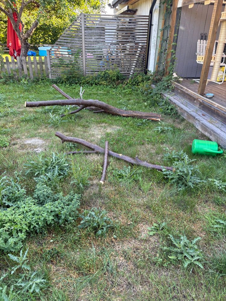 Two giant pieces of tree lying on a lawn. Lawn looks like it never saw water. Trees look tiny but I promise they are giant. There is a random green watering can and lawn is coveres in thistles and other weed but not much alive grass