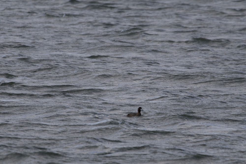 A female Lesser Scaup in the choppy Masonville Cove, Baltimore. 