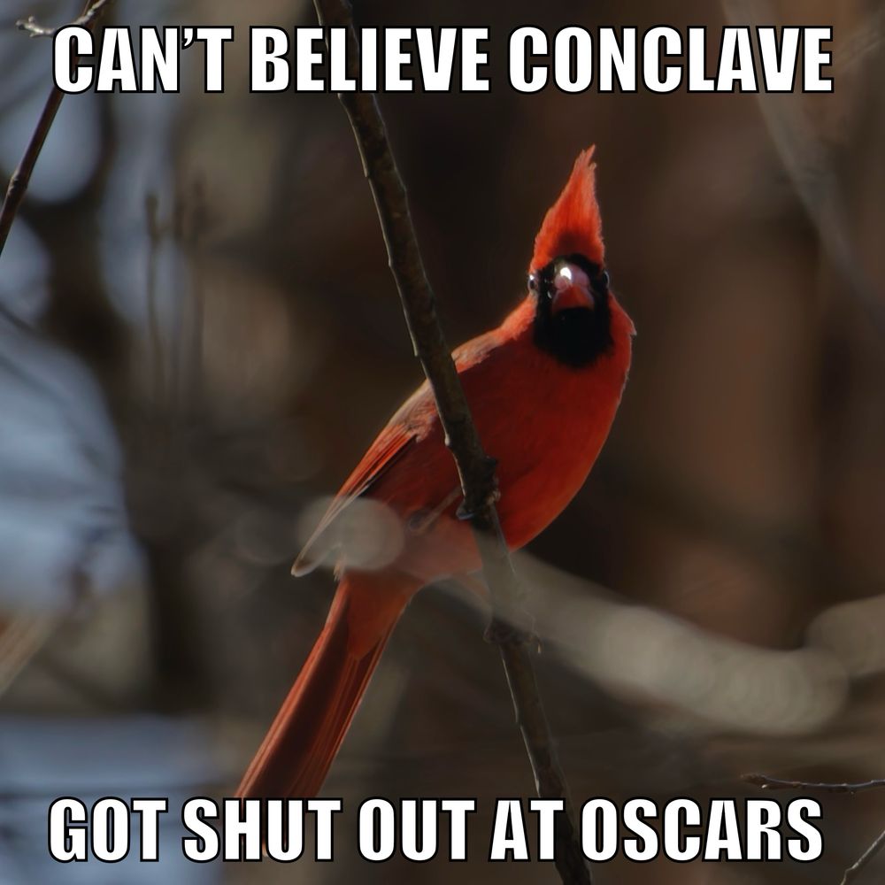A Northern Cardinal looks toward the camera from his perch, crest slightly ruffled as if after a rough night. Text around him says “can’t believe ‘Conclave’ got shut out at Oscars”