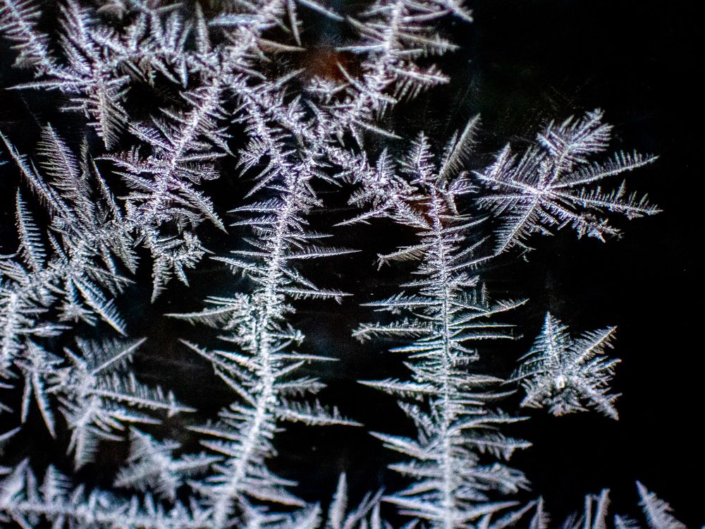 An ice flower against a black background 