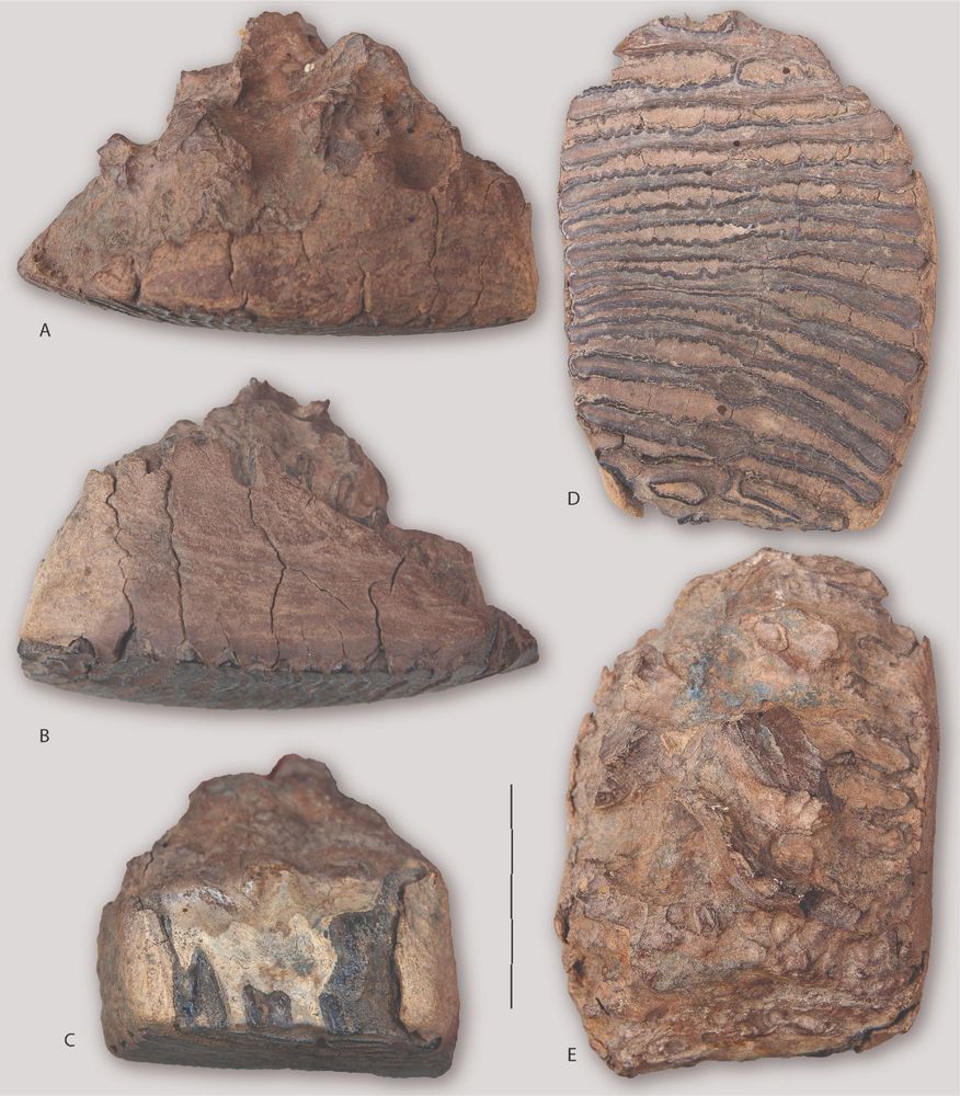 Pictures of a woolly mammoth molar dated to 216kya. The earliest in North America.