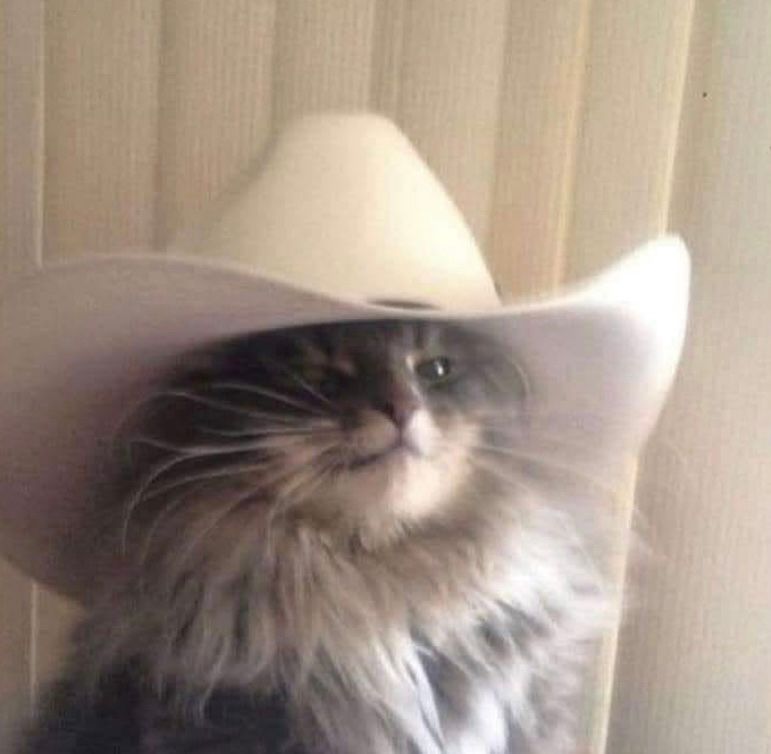 A cat in a cowboy hat saying “meowdy” 