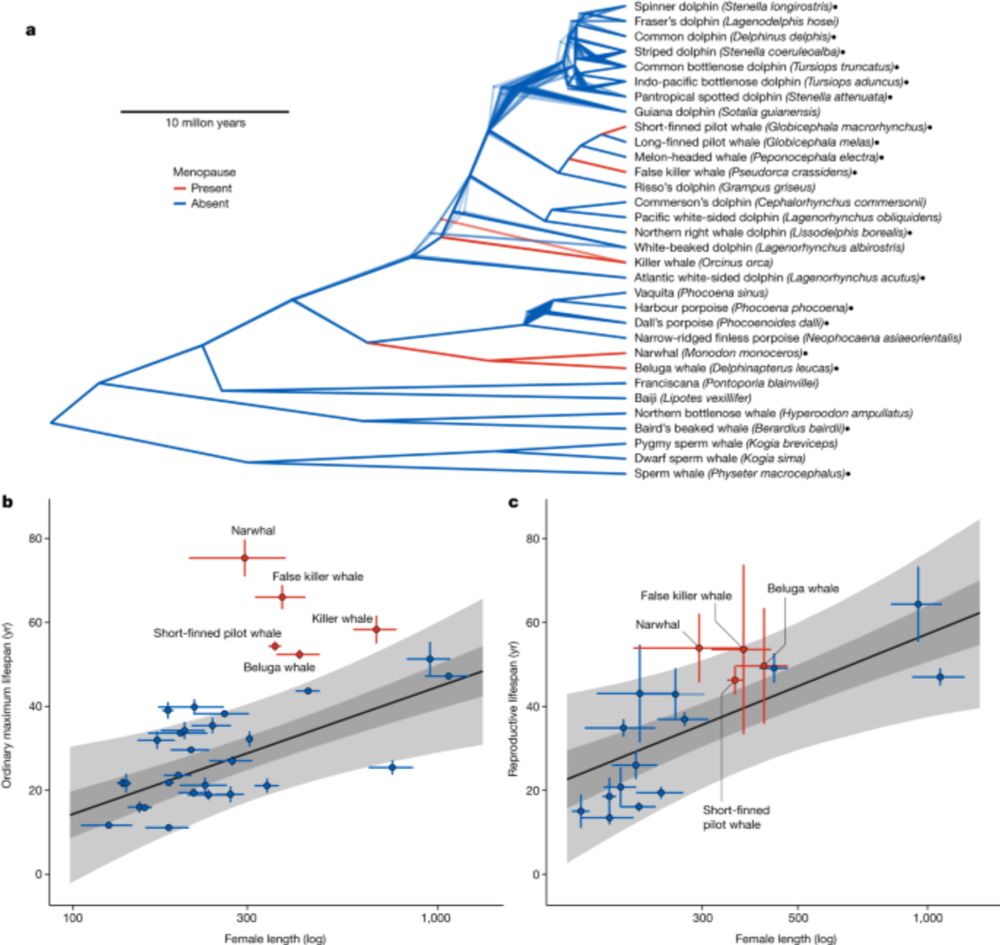 The evolution of menopause in toothed whales - Nature