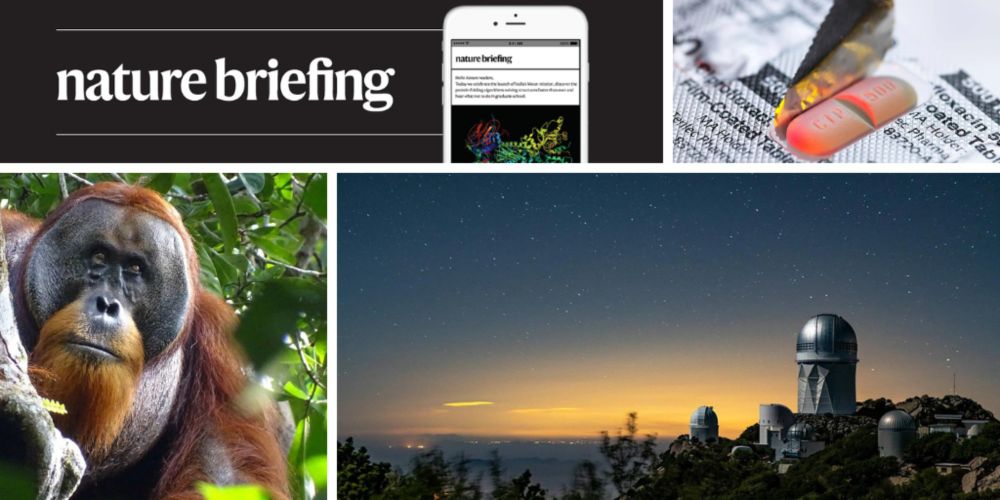 Daily briefing: Orangutan is first wild animal seen using medicinal plant