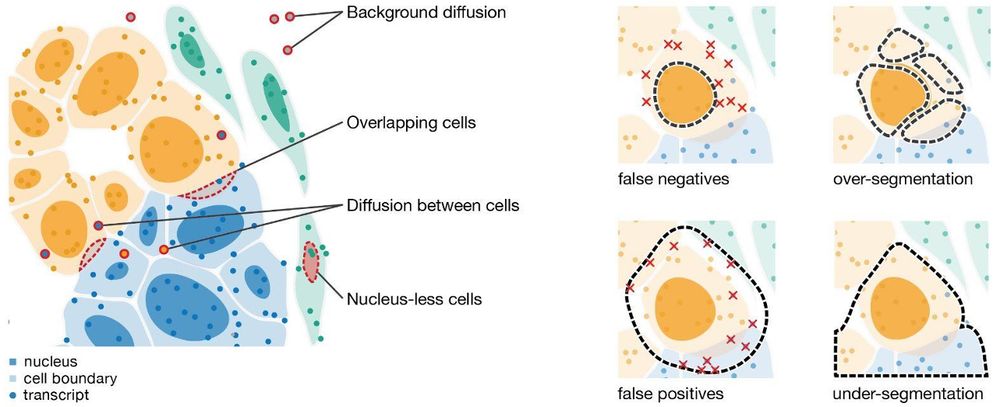 Accurate cell segmentation in ST data faces challenges like overlapping cells, transcript diffusion, background noise, and missing nuclei. Conservative assignments may over-segment cells, while under-segmentation leads to false positives that contaminate profiles. Effective segmentation must balance splitting cells and merging multiple cells.